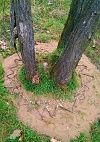 Land art-spirály a náhrdelníky pro stromy